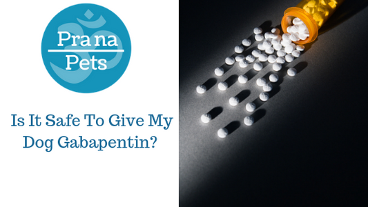 Is It Safe To Give My Dog Gabapentin?