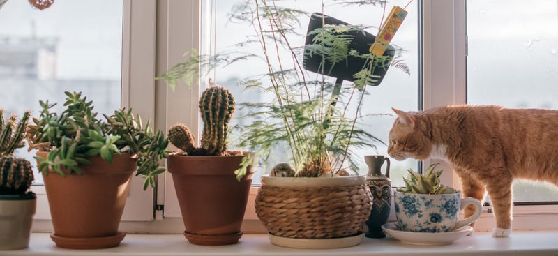 Cat-astrophe Prevention: Common Household Hazards and How to Avoid Them