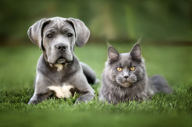 Boost Your Pet's Immune System for the Changing Seasons