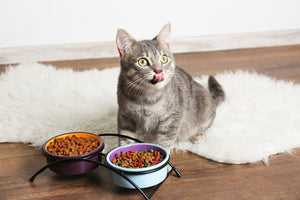 Improve Digestive Health for Cats: Natural Ways