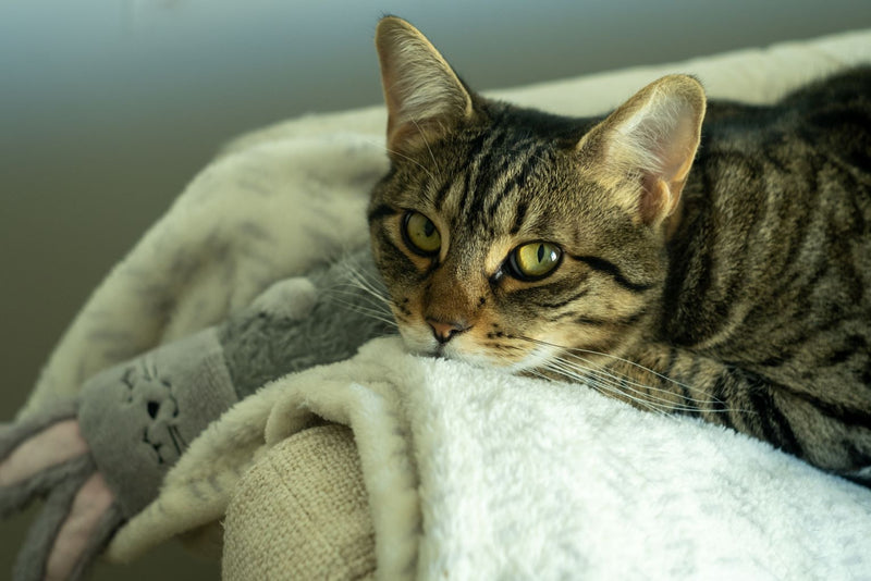 Home Treatment for Nasal Congestion in Cats
