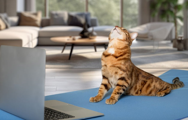 Pawsitively Healthy Resolutions for People and Pets