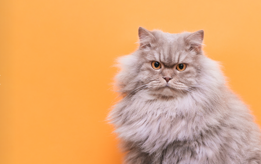 Why Your Cat Needs Kidney Support