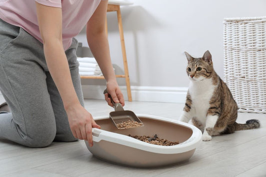 From the Litter Box: Health Secrets in Your Cat's Poop