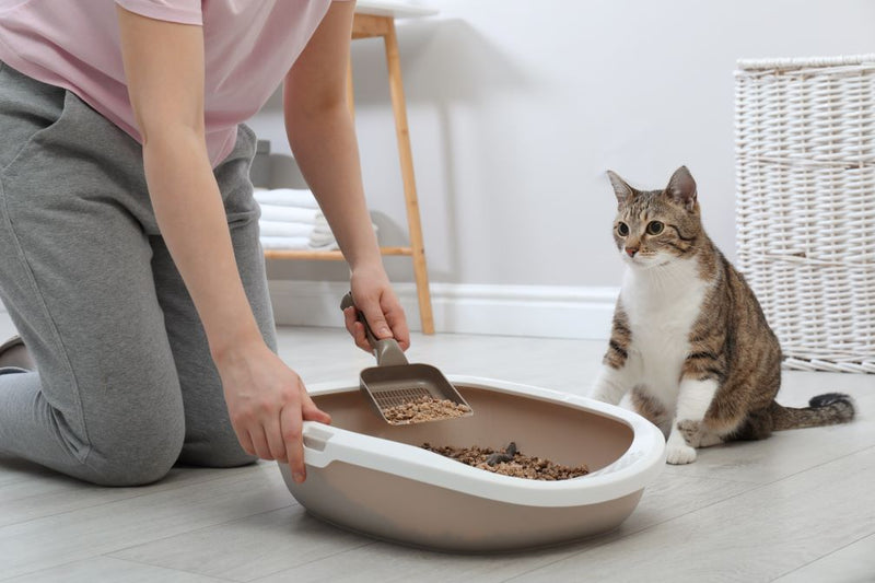 From the Litter Box: Health Secrets in Your Cat's Poop