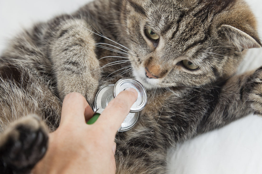 Asthma in Cats: Signs and Treatments