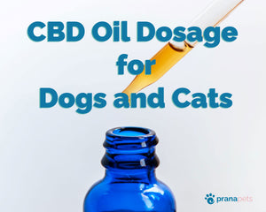 CBD Oil For Cats & Dogs Dosage: Expert Guide
