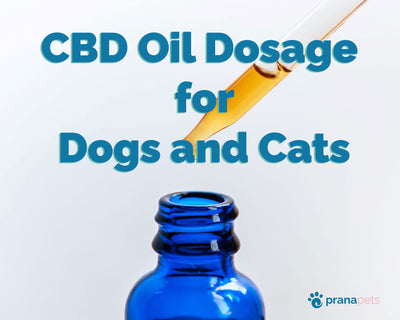 CBD Oil For Cats & Dogs Dosage: Expert Guide