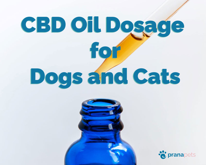 CBD Oil For Cats & Dogs Dosage: Expert Guide