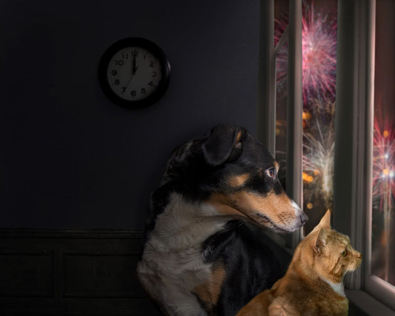 CBD vs Melatonin for Dogs: Which Is Better?