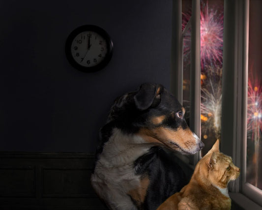 Why CBD & Melatonin Are the Best Calming Supplements for Pets