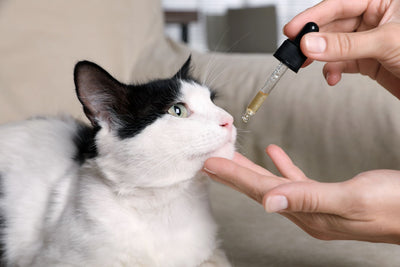 CBD Oil: What It Is, What It Does, and Potential Benefits