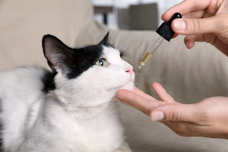 CBD Oil: What It Is, What It Does, and Potential Benefits