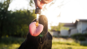 Dispelling Common CBD Oil Myths for Pets