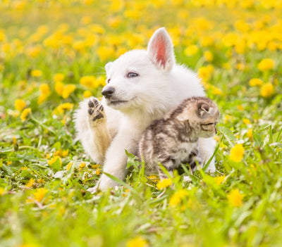 10 Common Feline & Canine Parasites Every Pet Parent Should Know