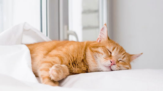 Cushing's Disease in Cats: Causes, Symptoms & Treatment
