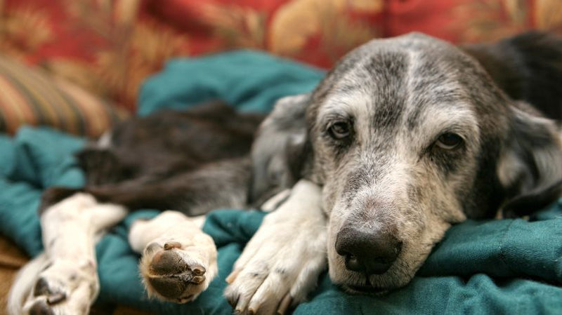 Cushing's Disease in Senior Dogs