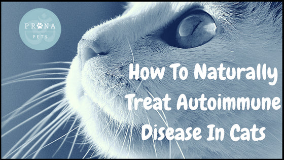Autoimmune Disease in Cats: Causes & Natural Treatment | Prana Pets
