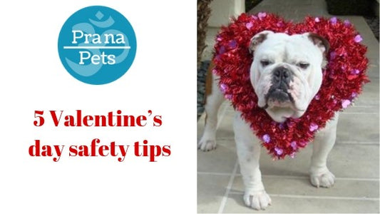 Don’t forget your four-legged sweethearts on Valentine’s day bogo