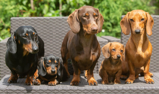 Natural Remedies for Cushing's in Dogs