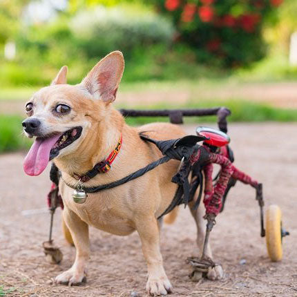 Degenerative Myelopathy in Dogs