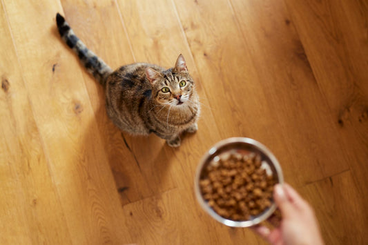 Cat Care Guide: Do Probiotics Help Cats?