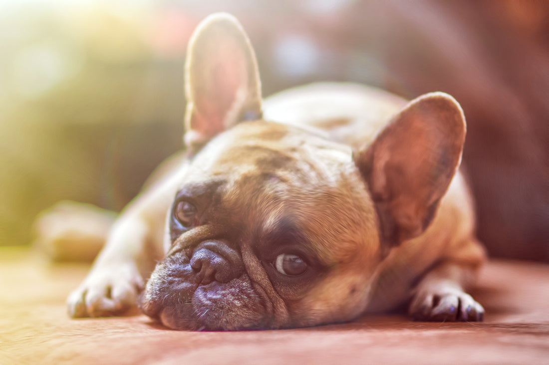 UTI issues in Dogs
