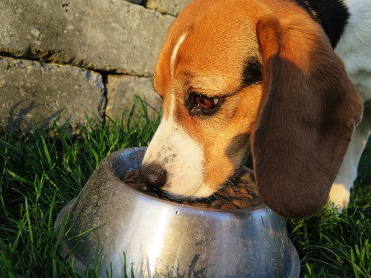 The Benefits of Raw Dieting for Dogs