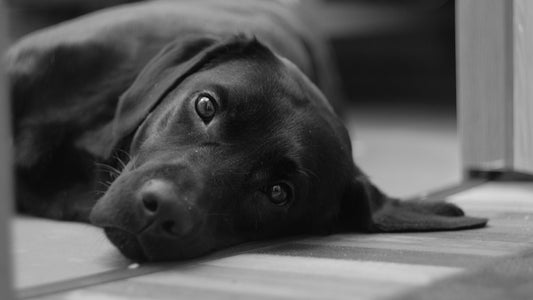 Home Remedies for Dog Anxiety: 10 Natural Ways to Calm Your Dog