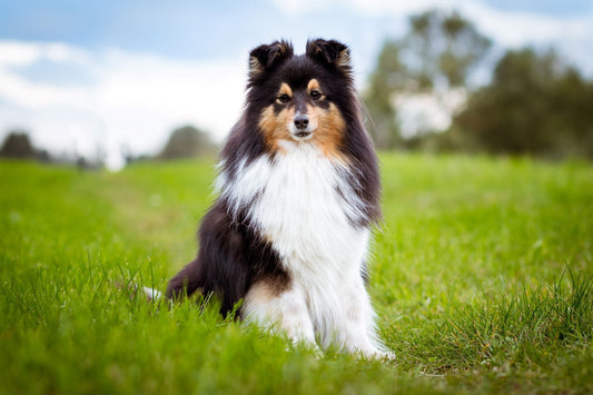 What to Do If Your Dog Has a Seizure (And What Not to Do)