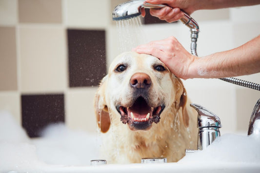 Elevate Your Pet's Routine: Natural Grooming Guide