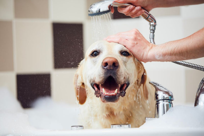 Elevate Your Pet's Routine: Natural Grooming Guide