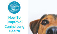 Respiratory Health Issues In Dogs