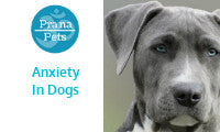 5 Proven Ways to Help Calm Your Anxious Dog