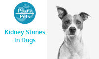 What Causes Kidney Stones in Dogs?