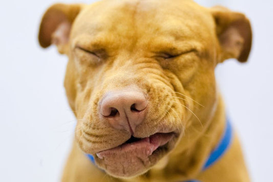 Canine Respiratory Illness: Symptoms and Vet Advice