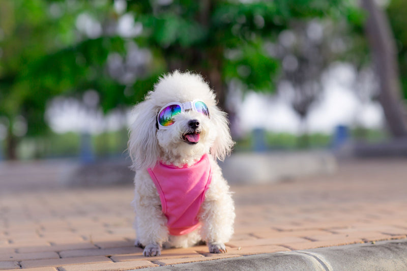 How Can CBD Oil Help Keep Your Pets Cool This Summer?