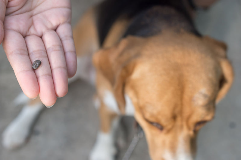 Protecting Your Furry Friends: The Dangers of Ticks for Dogs and Cats