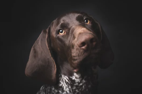 Does My Dog Have Asthma?