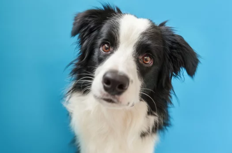 Does My Dog Have A Sinus Infection?