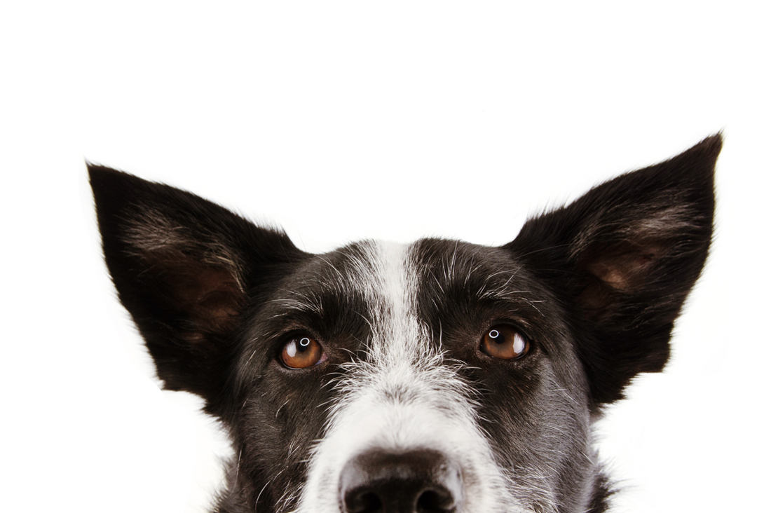 Does My Dog Need Liver Supplements?