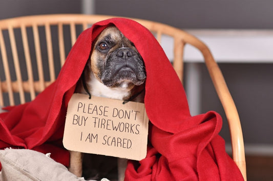 How to Calm Dogs During Fireworks