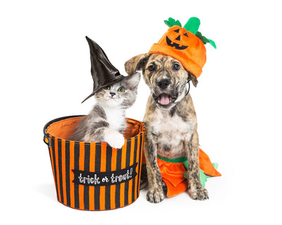 Easy DIY Halloween Costumes for Pets