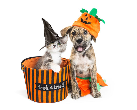 Easy DIY Halloween Costumes for Pets