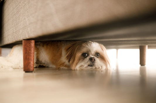 Why is My Dog Hiding?