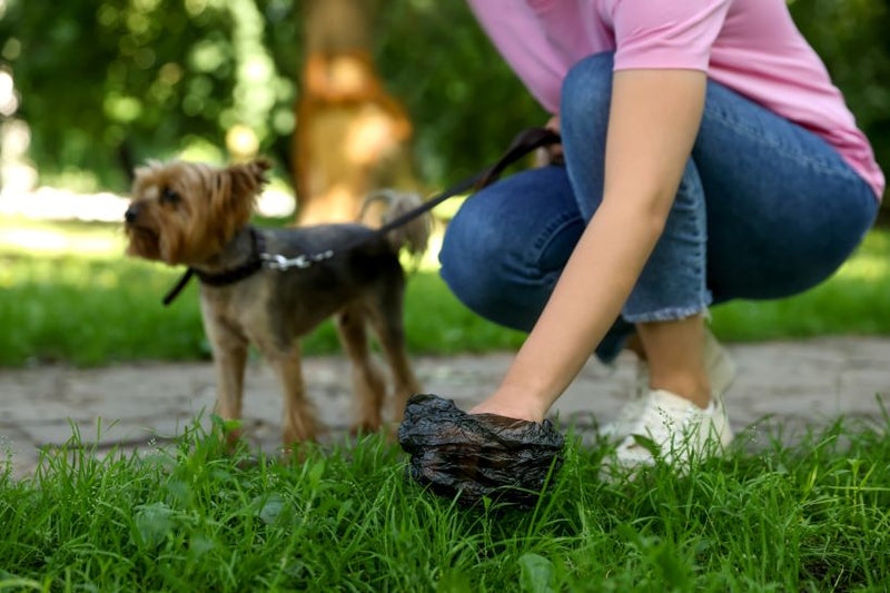 The Scoop on Poop: What Your Dog's Waste Says About Their Health