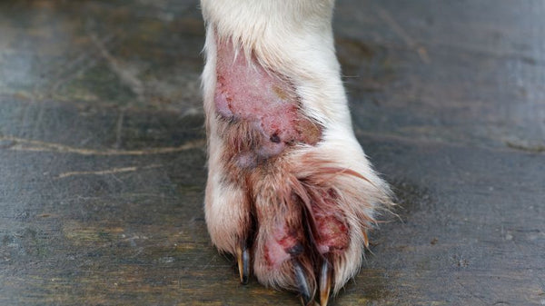 Skin Lesions in Dogs: Common Causes and Treatment - Prana Pets