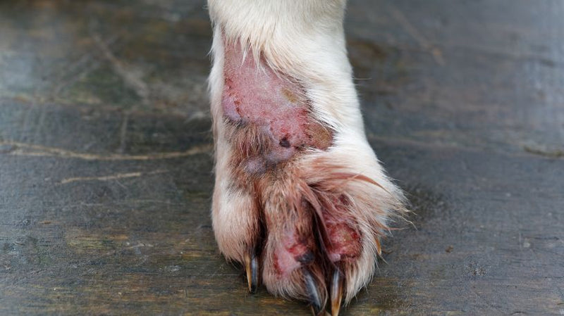 Skin Lesions in Dogs: Common Causes and Treatment