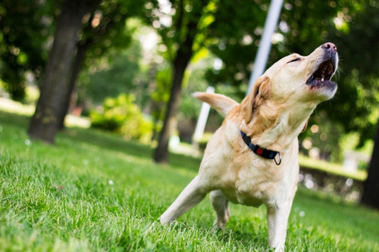 Why Is My Dog Whining? Understanding Anxiety, Stress and Other Causes