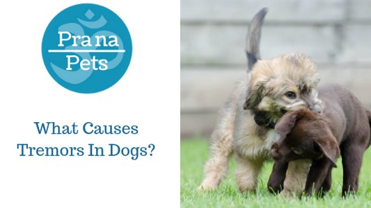 Tremors in Dogs: Causes, Symptoms, and When to Worry